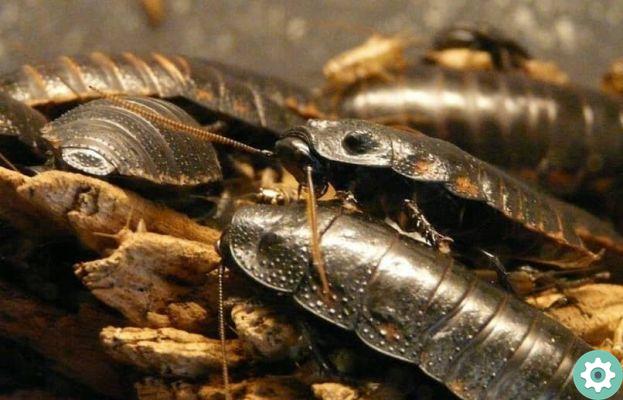 How can I prevent cockroaches from infecting or damaging my computer?