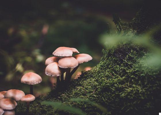 7 best apps to search and identify mushrooms (2021)