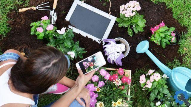 11 melhores aplicativos de jardim para cuidar de suas plantas (2021)