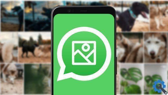 Como salvar fotos do whatsapp na galeria do seu celular