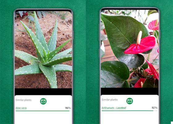 7 bonnes applications pour identifier les plantes médicinales avec mobile